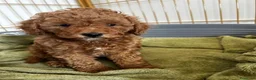 Barboncino Toy cani in vendita:  3 Adorabili Barboncini Toy a Città metropolitana di Milano - Annuncio 9