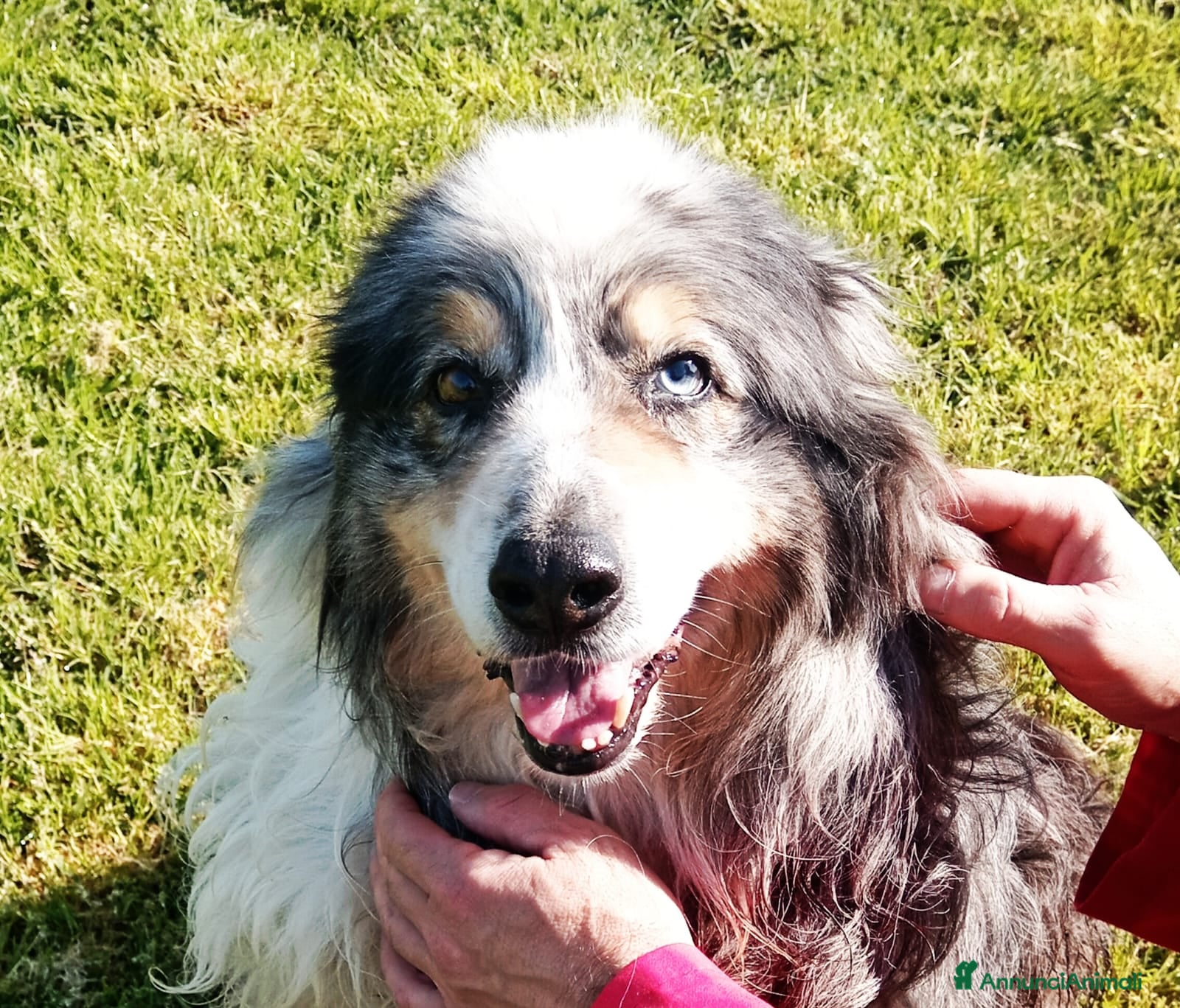 Australian Shepherd cani Paul Newman, derivato pastore australiano a Provincia di Latina - Annuncio 1