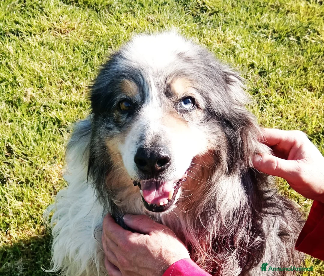 Australian Shepherd cani in regalo: Paul Newman, derivato pastore australiano a Provincia di Latina - Annuncio 1