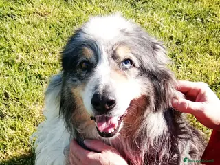 Australian Shepherd cani Paul Newman, derivato pastore australiano a Provincia di Latina - Annuncio 31