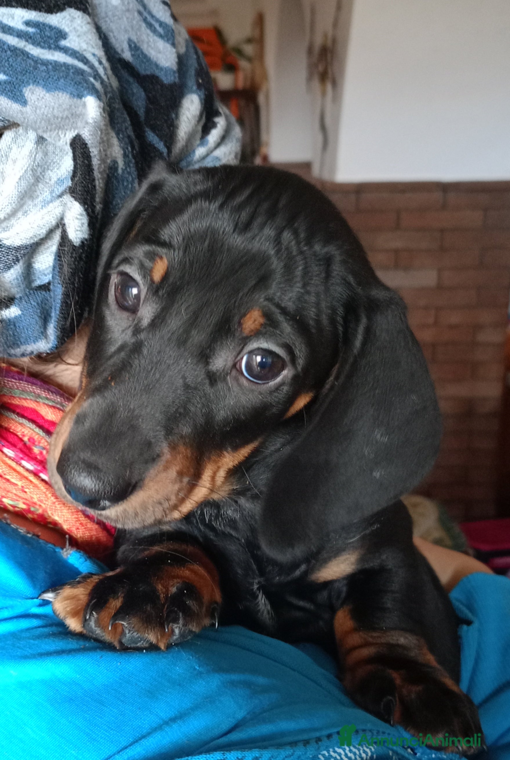 Bassotto cani Bassotto tedesco standard a pelo corto - Annuncio 9