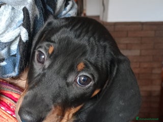 Bassotto cani Bassotto tedesco standard a pelo corto - Annuncio 1