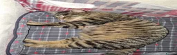 Europeo gatti in regalo: Gatto cerca famiglia a Città Metropolitana di Venezia - Annuncio 1