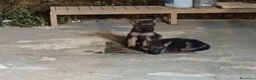 Pastore Tedesco cani in vendita: Cuccioli pastore tedesco  - Annuncio 3