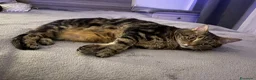 Altre razze gatti in regalo: Gatta in regalo  a Città metropolitana di Roma Capitale - Annuncio 1
