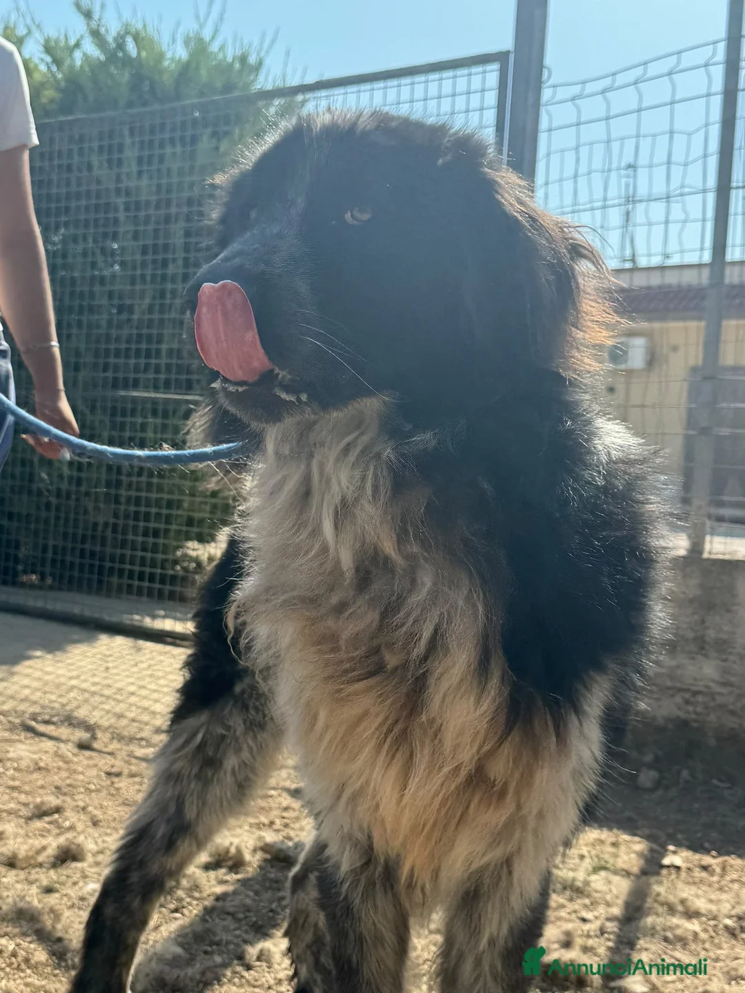 Meticcio cani in regalo: Orso  - Annuncio 6
