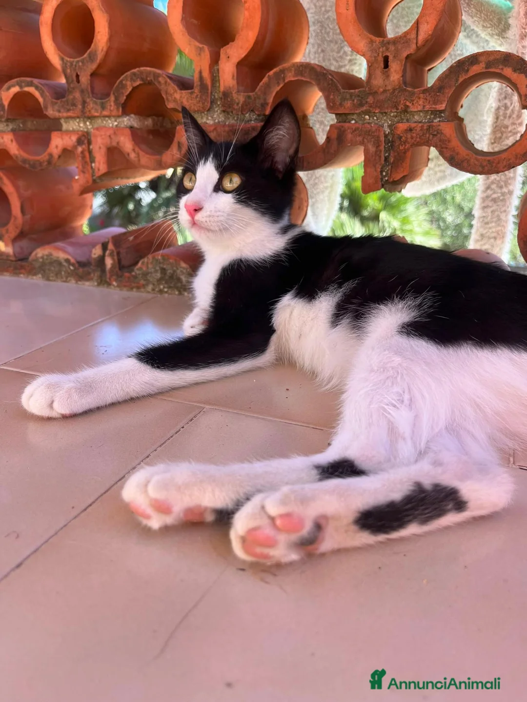 Meticcio gatti in regalo: Regalo gattina di 5 mesi, zona Sciacca / Ribera - Annuncio 2