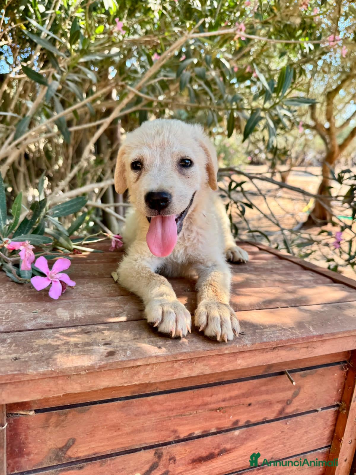 Meticcio cani FIDO  - Annuncio 31