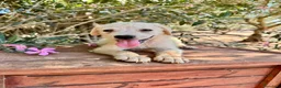 Meticcio cani in regalo: FIDO  - Annuncio 1