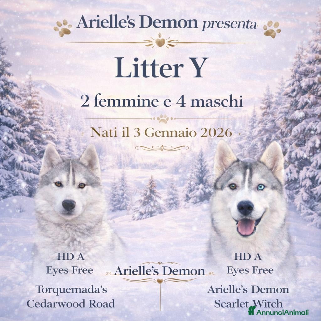 Husky cani in vendita: Siberian Husky, cuccioli alta genealogia  - Annuncio 1