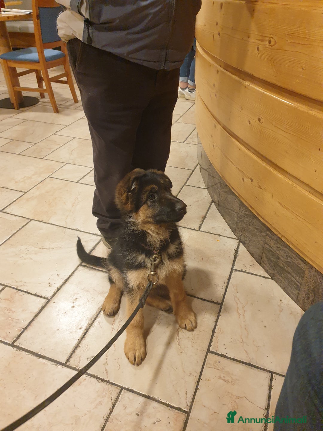 Pastore Tedesco cani in vendita: ULTIMA CUCCIOLA DI PASTORE TEDESCO - Annuncio 2