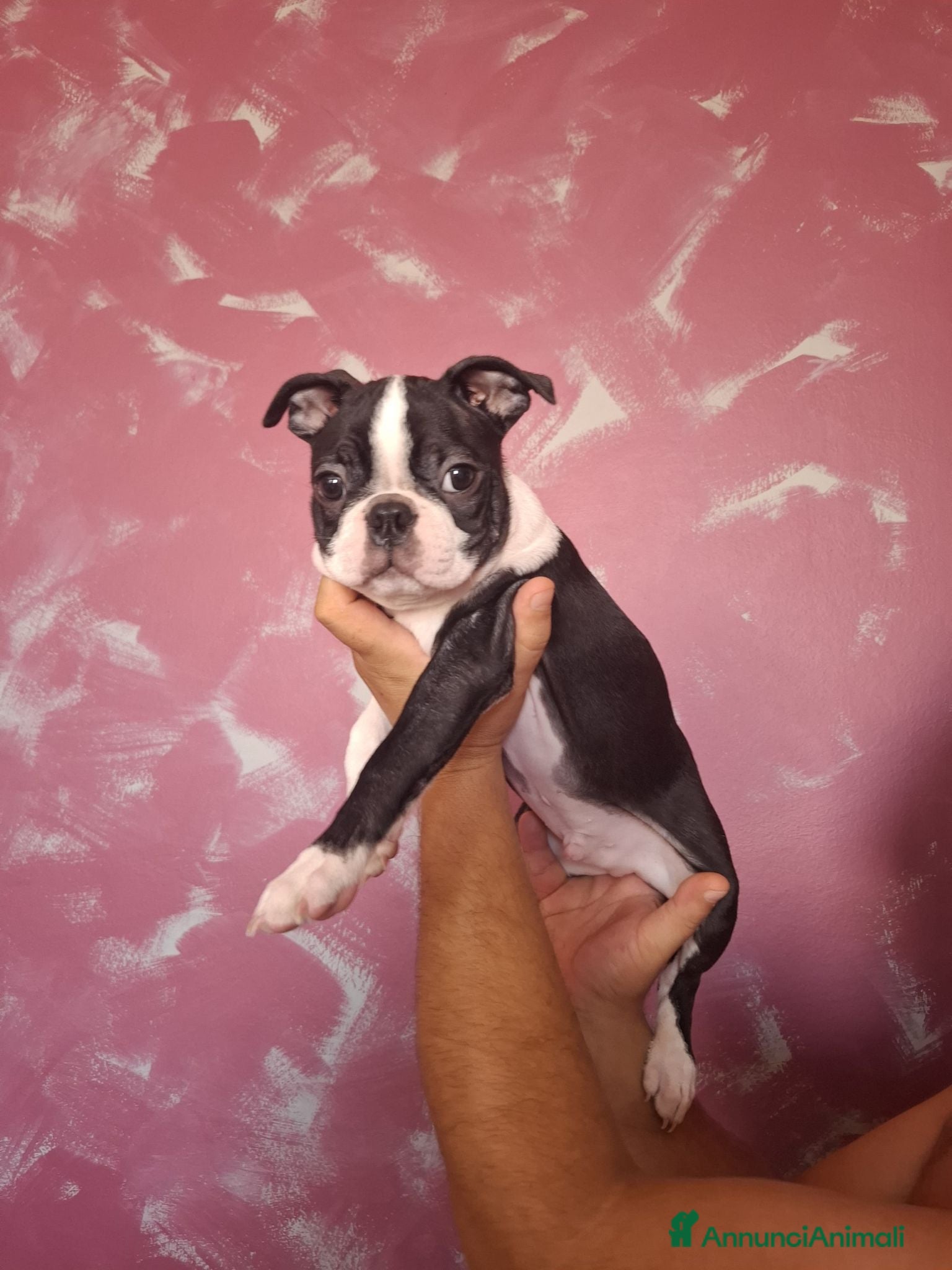 Boston Terrier cani Disponibili 2 cuccioli maschi 3518210391  - Annuncio 3