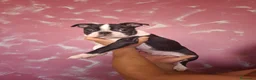 Boston Terrier cani in vendita: Disponibili 2 cuccioli maschi 3518210391  - Annuncio 1