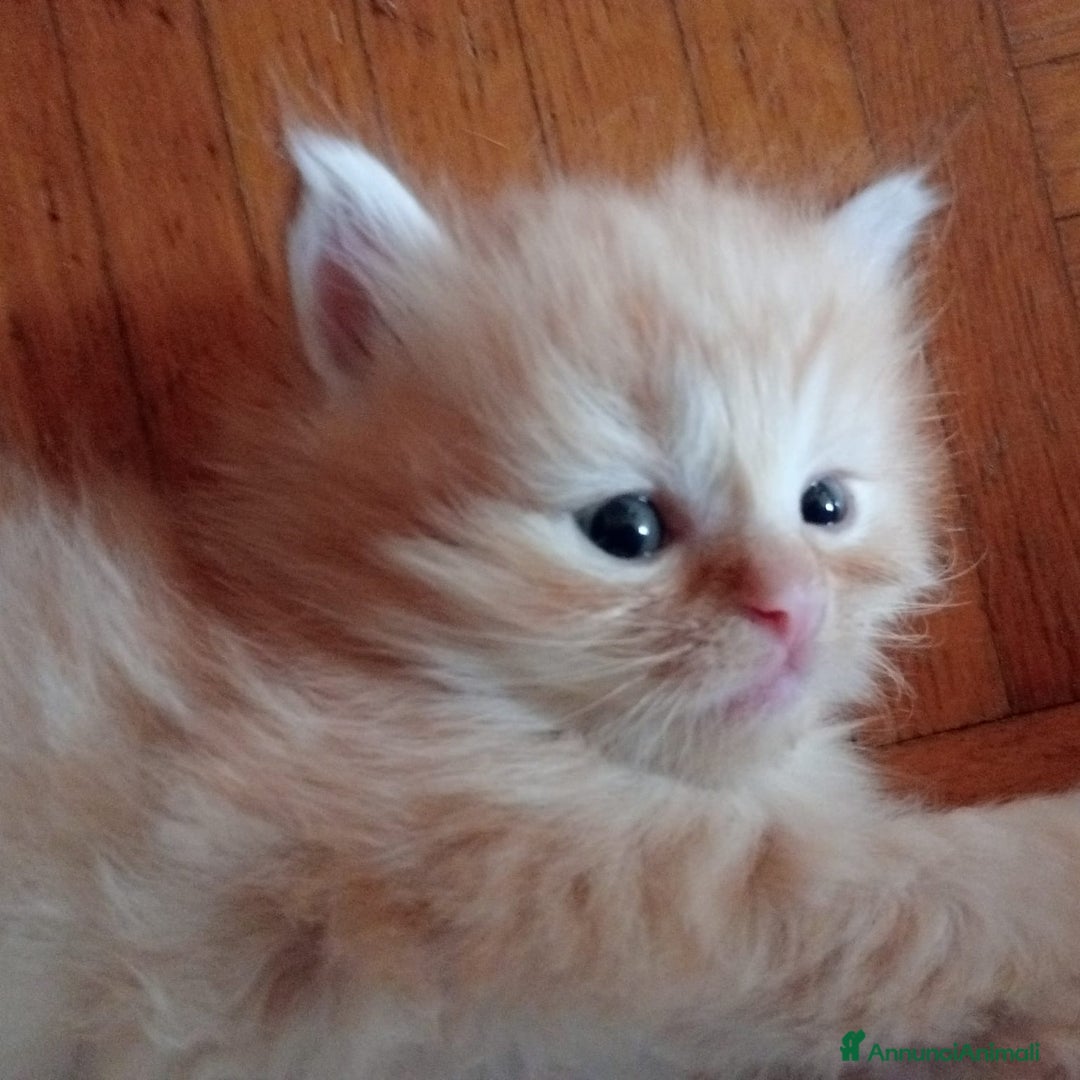Scottish gatti in vendita: Gattini Scottish Straight  a Provincia di Modena - Immagine 31