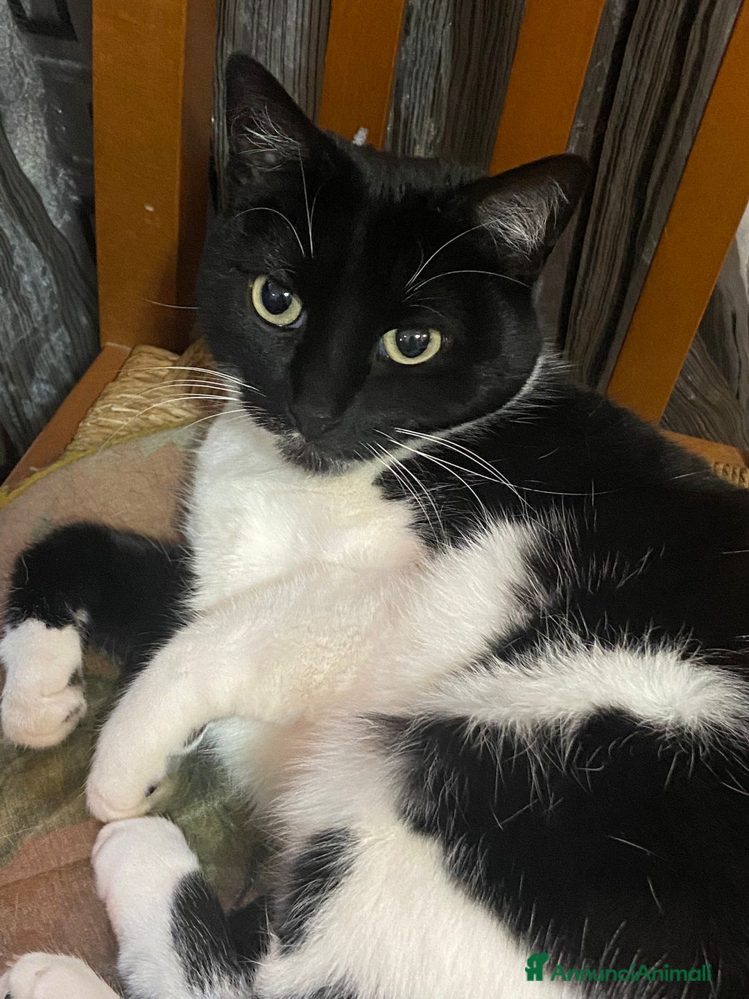 Altre razze gatti in regalo: GATTINA - Annuncio 6