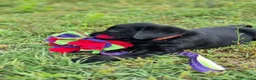Labrador cani in vendita: cuccioli labrador disponibili - Annuncio 4