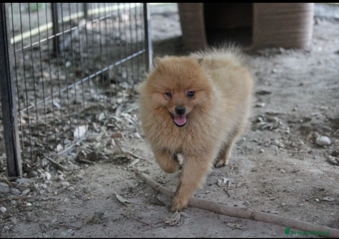 Spitz cani in vendita: Spitz tedesco piccolo volpino  - Annuncio 1