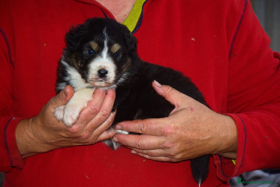 Australian Shepherd cani in vendita: Cuccioli di pastore australiano  - Annuncio 4