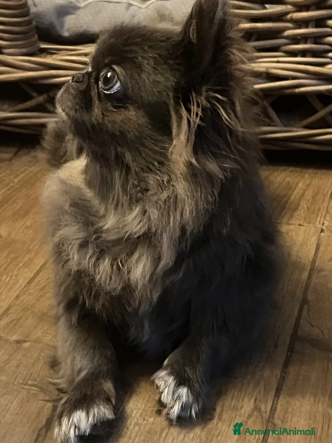 Chihuahua cani in vendita: Chihuahua  - Annuncio 2