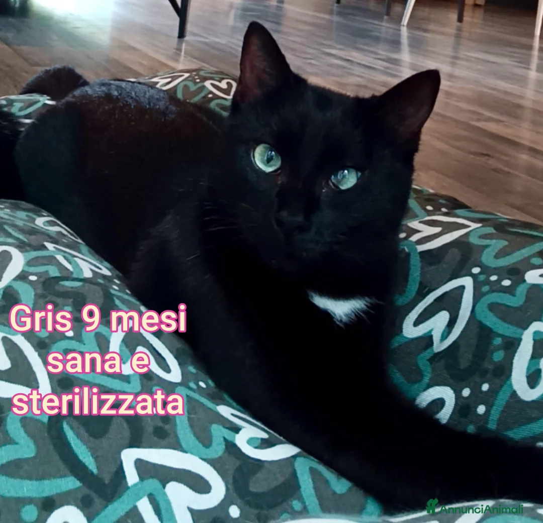 Europeo gatti in regalo: GATTINI ABBANDONATI: URGENTE  - Annuncio 9