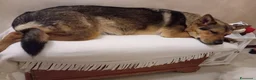 Meticcio cani in regalo: Mimì  - Annuncio 2