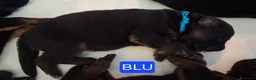 Pastore Tedesco cani in vendita: cuccioli pastore tedesco alta genealogia a Provincia di Varese - Annuncio 3