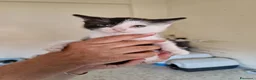 Meticcio gatti in regalo: Scacco gattino bellissimo - Annuncio 7