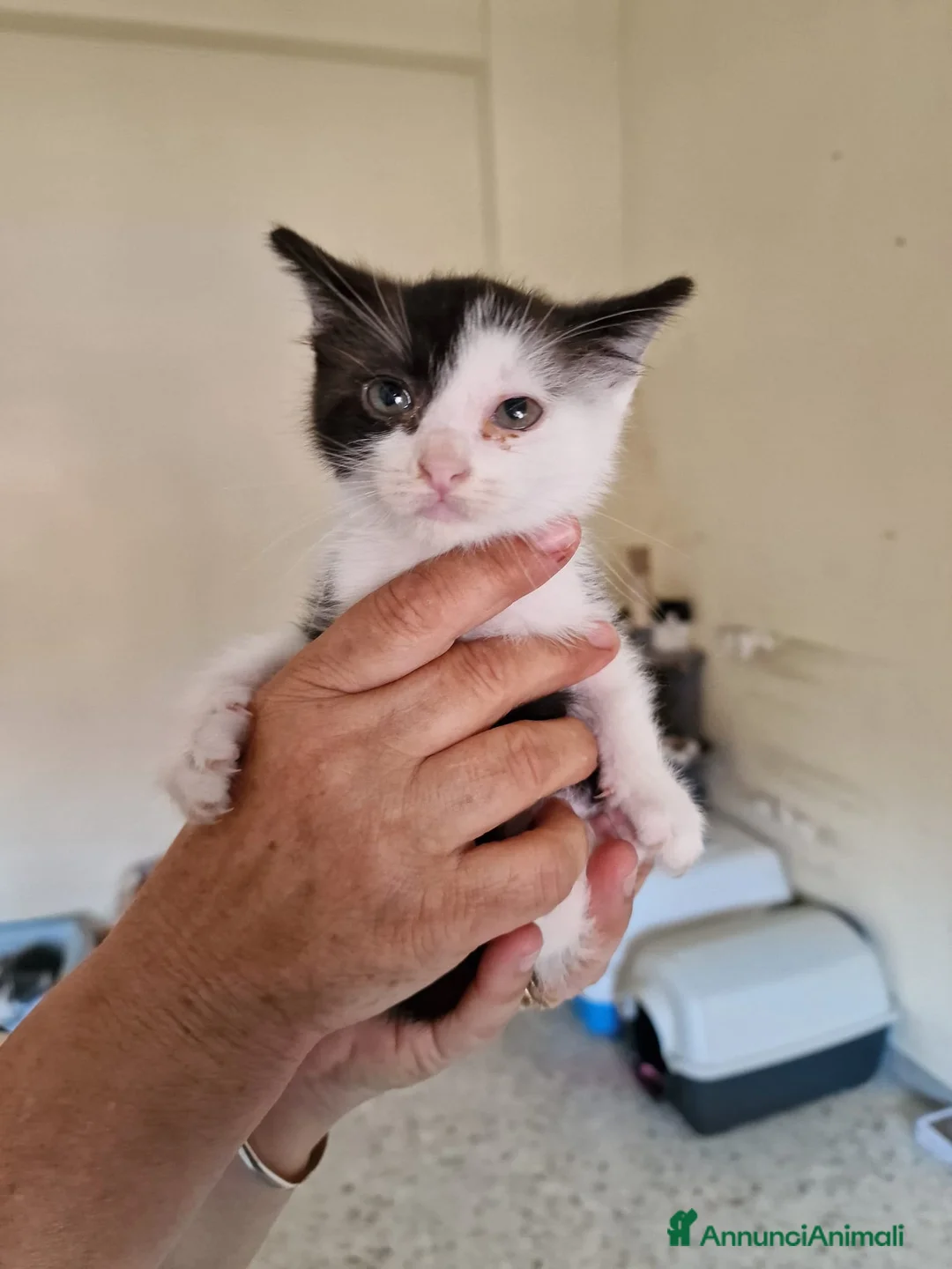 Meticcio gatti in regalo: Scacco gattino bellissimo - Annuncio 7