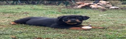 Rottweiler cani in vendita: Maschione linea serba disponibile subito  - Annuncio 6