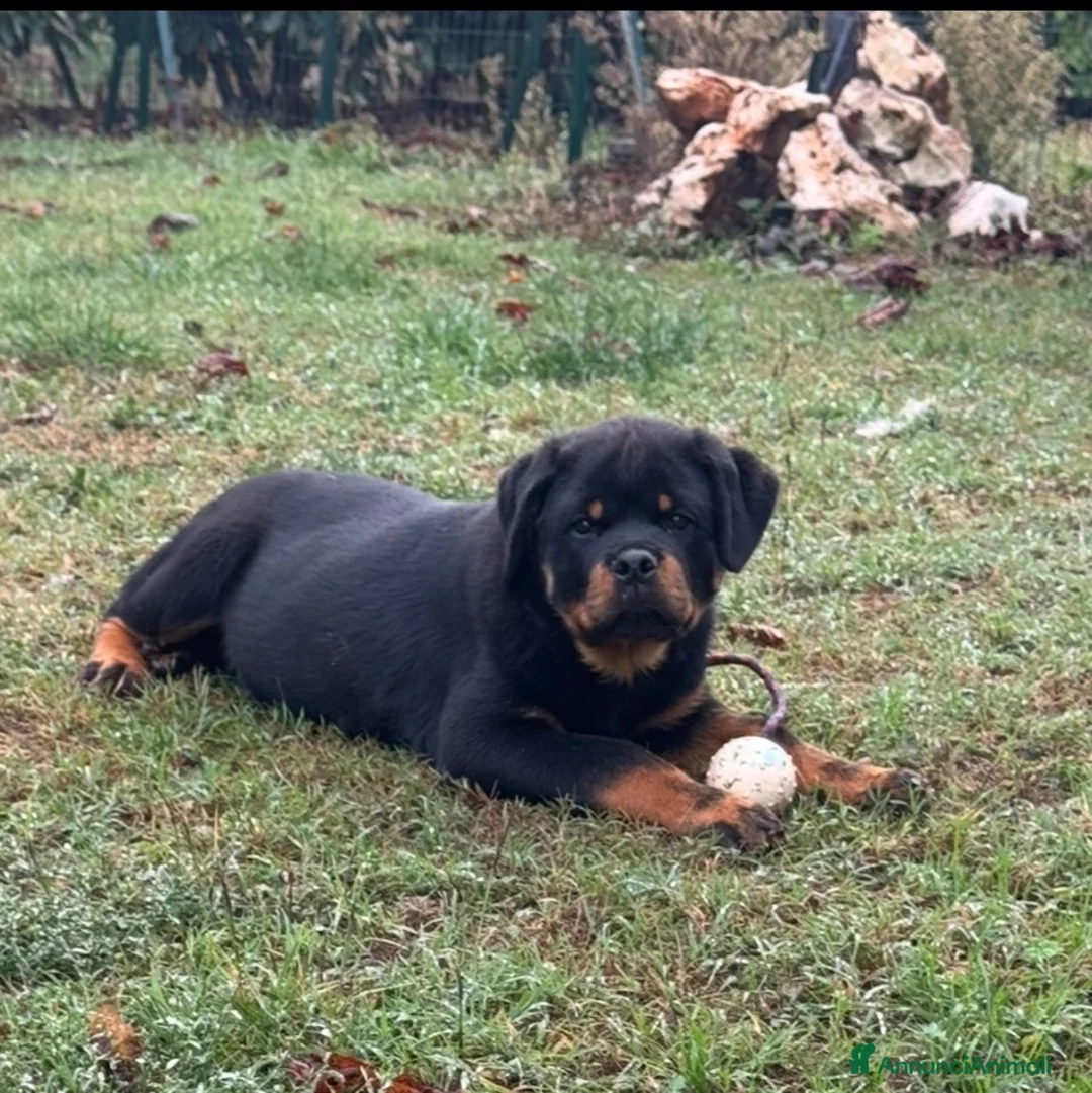 Rottweiler cani in vendita: Maschione linea serba disponibile subito  - Annuncio 6