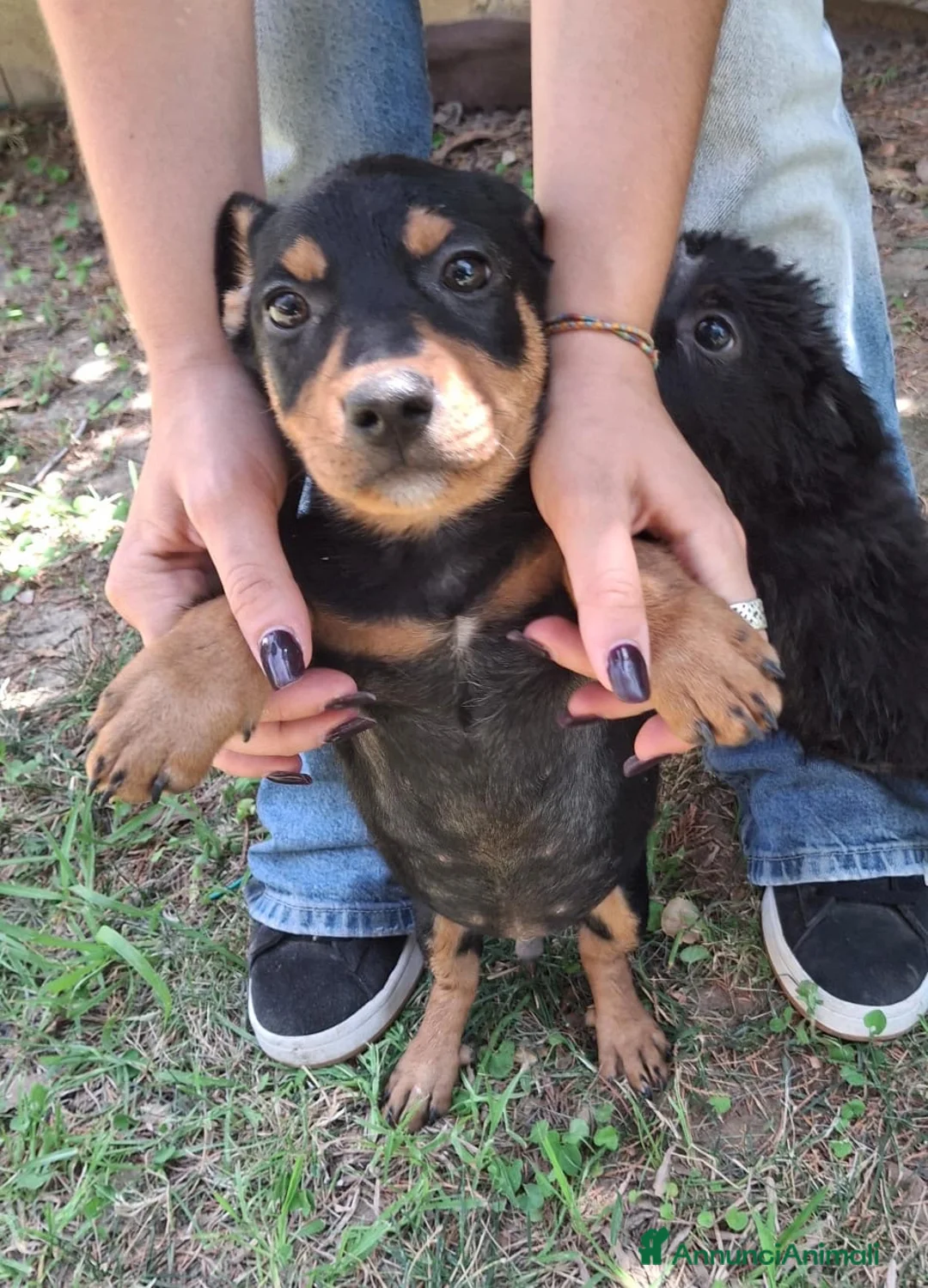 Meticcio cani in regalo: MIKY 💙 il mondo è tutto da scoprire  a Provincia di Rovigo - Annuncio 2