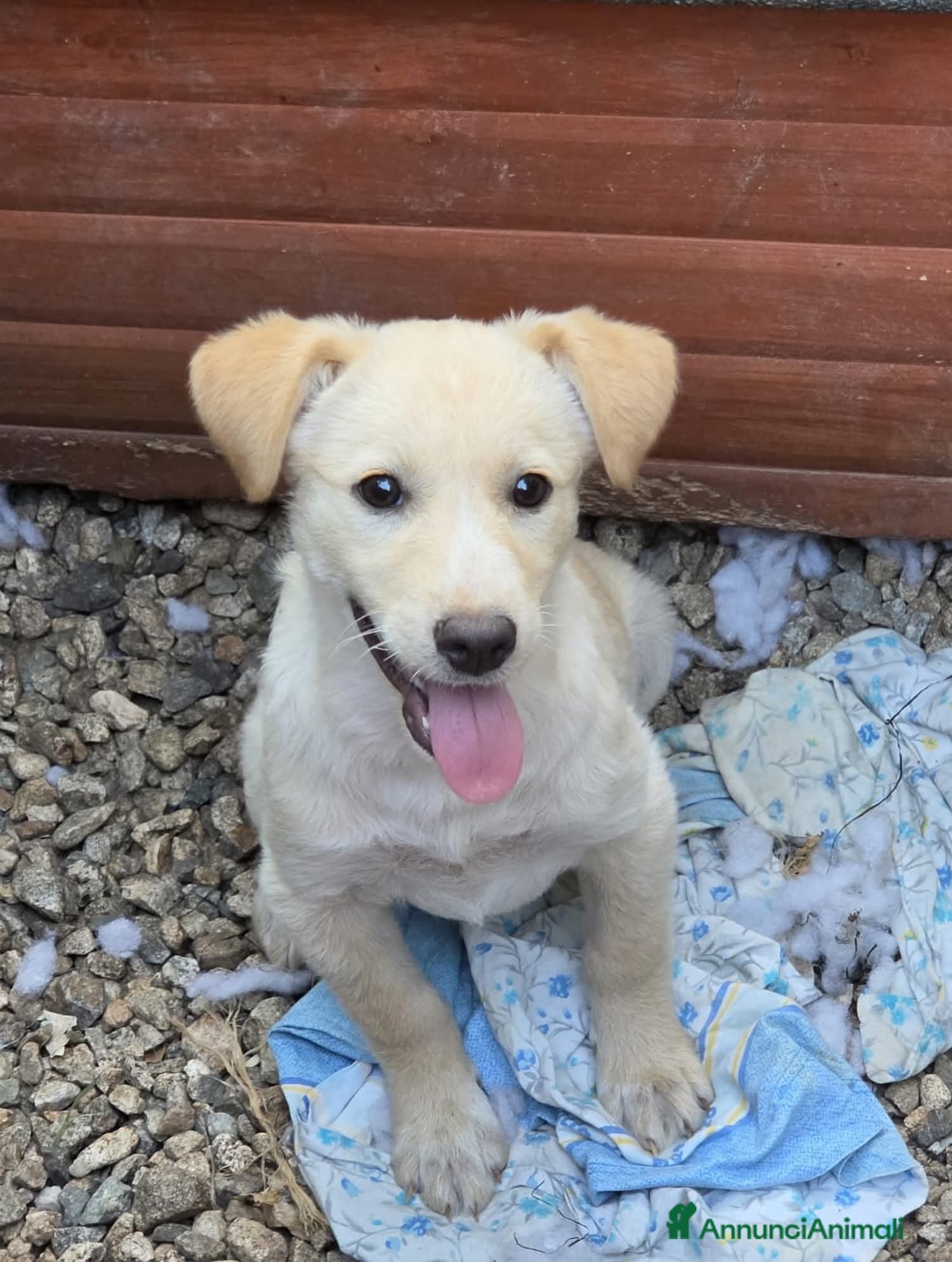 Meticcio cani Adotta Olga 4 mesi - Annuncio 9