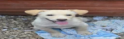 Meticcio cani in regalo: Adotta Olga 4 mesi - Annuncio 1