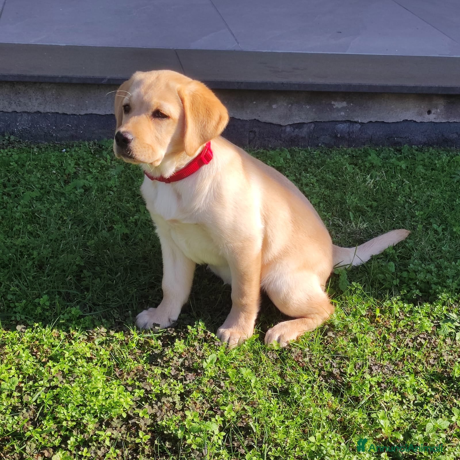 Labrador cani Labrador  - Annuncio 2