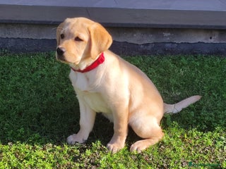 Labrador cani Labrador - Annuncio 10