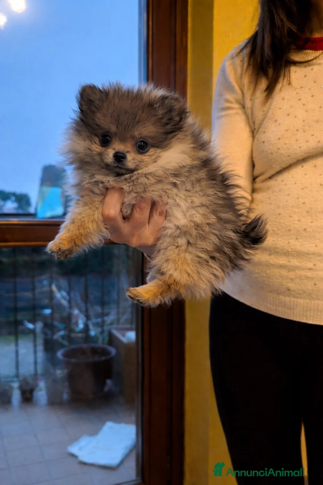 Volpino Pomerania cani in vendita: Volpino pomerania pedigree - Annuncio 6