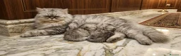 Persiano gatti in vendita: Gattino persiano  - Annuncio 2
