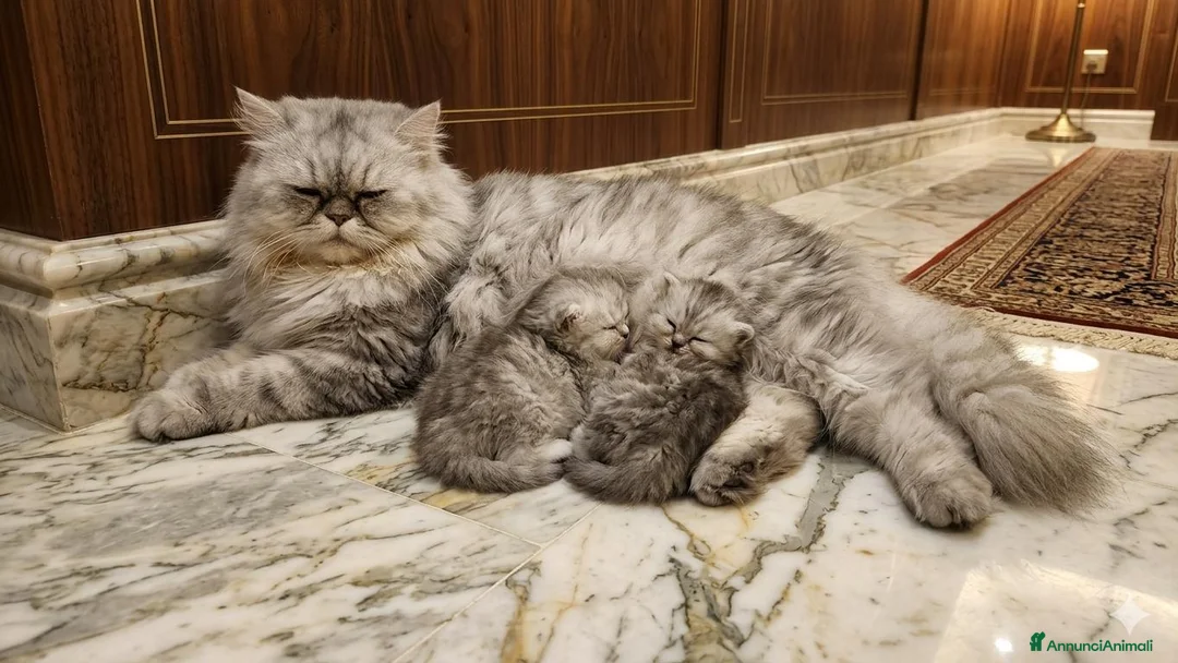 Persiano gatti in vendita: Gattino persiano  - Annuncio 2