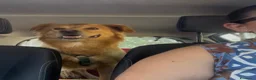 Meticcio cani in regalo: Cecilia bellissima cagnolona a pelo lungo  - Annuncio 2