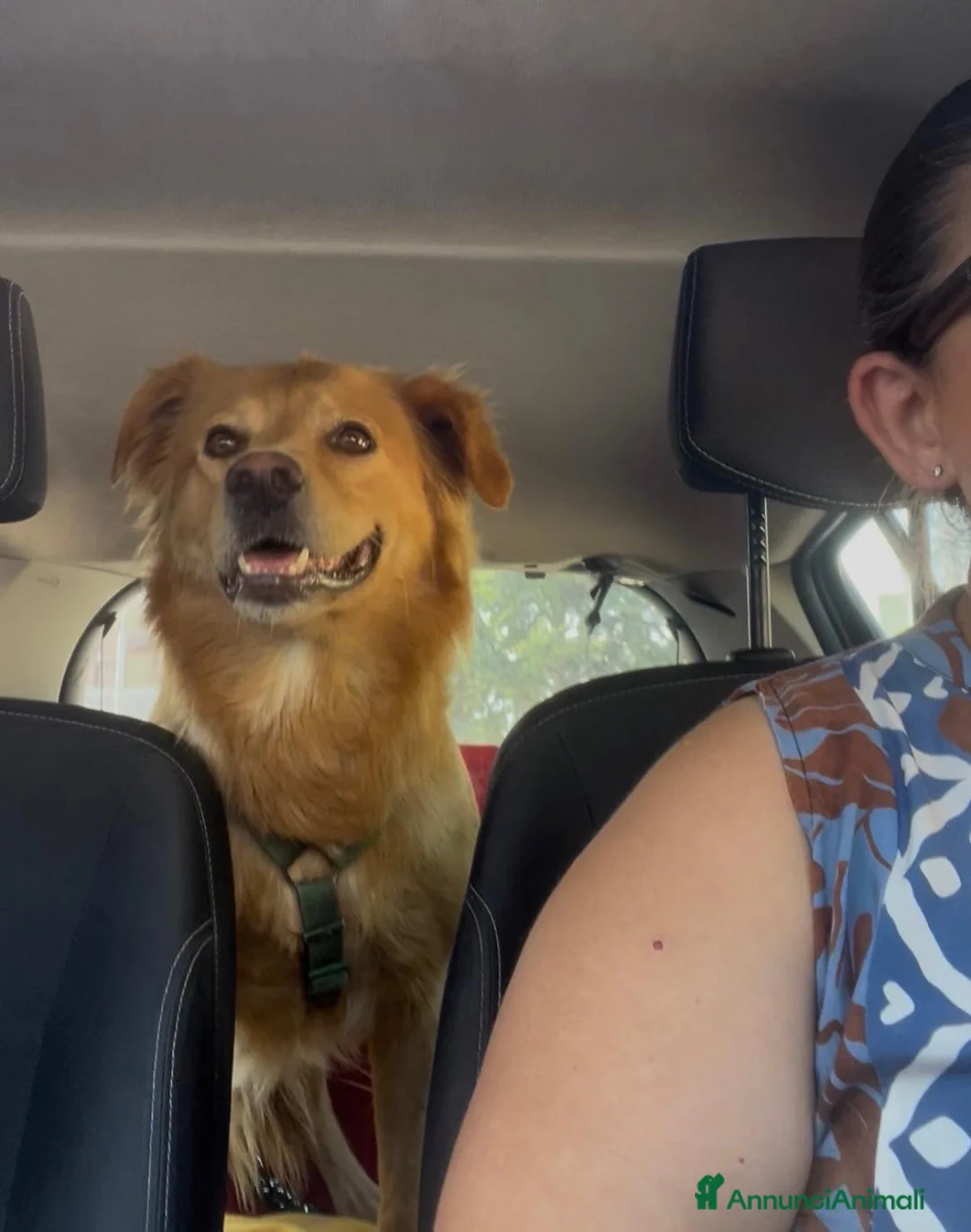 Meticcio cani in regalo: Cecilia bellissima cagnolona a pelo lungo  - Annuncio 2
