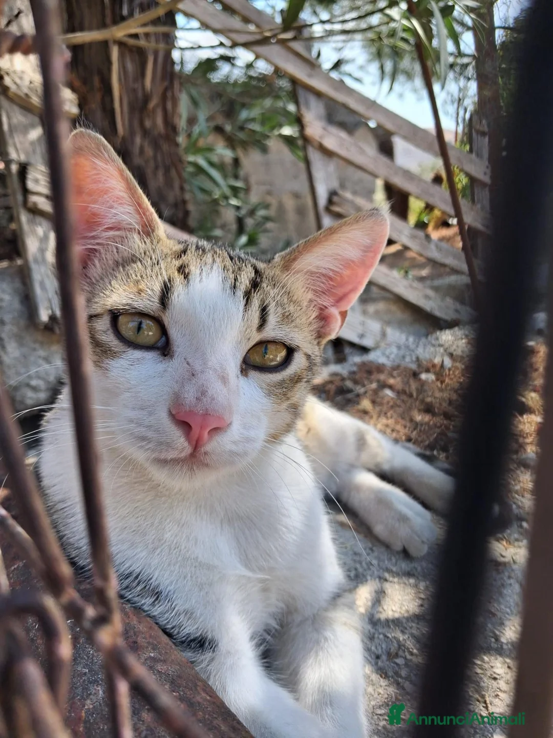 Meticcio gatti in regalo: Minou & Matisse  - Annuncio 1