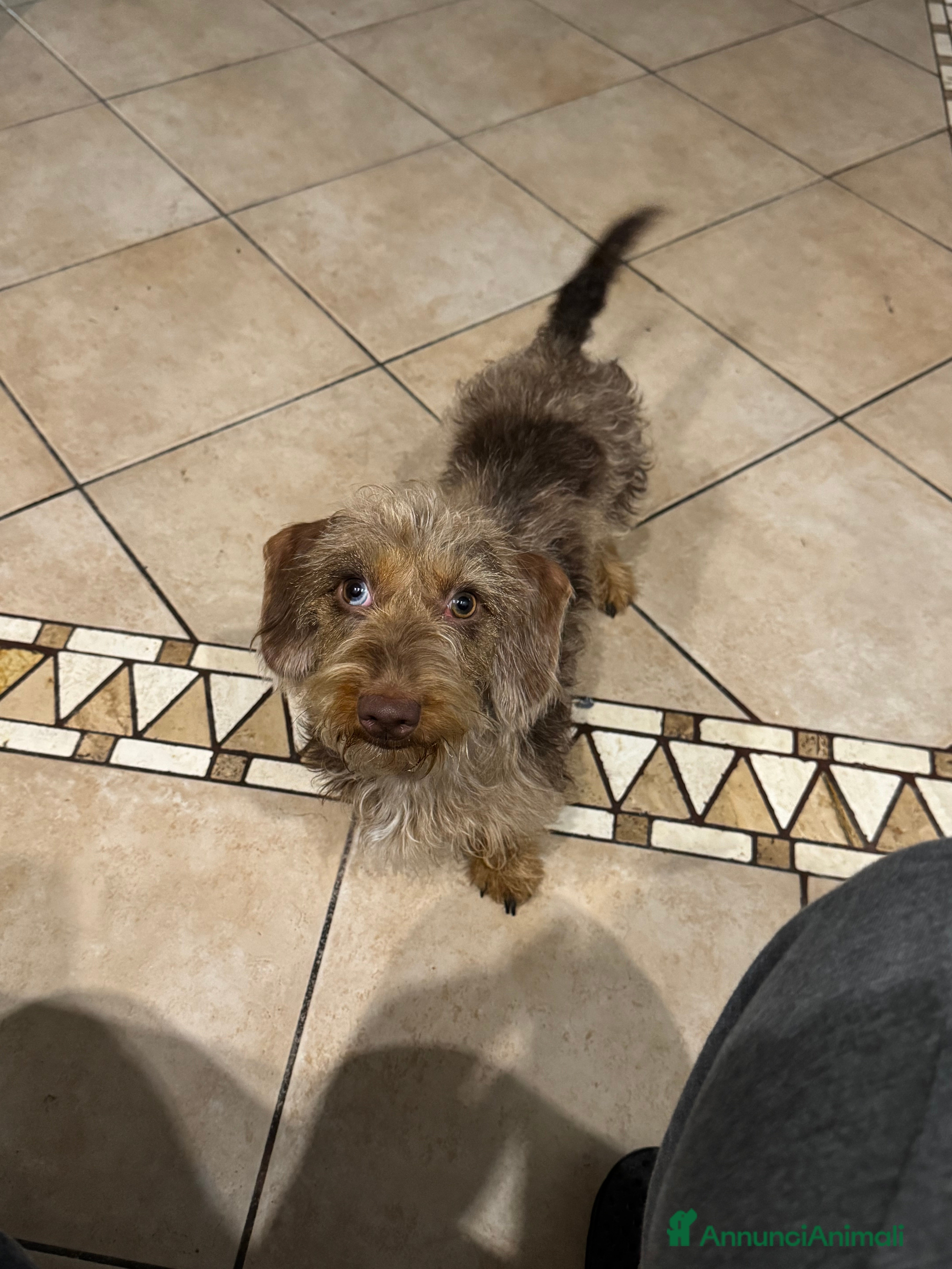 Bassotto cani Bassotto nano a pelo duro femmina - Annuncio 1