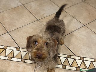 Bassotto cani Bassotto nano a pelo duro femmina - Annuncio 1