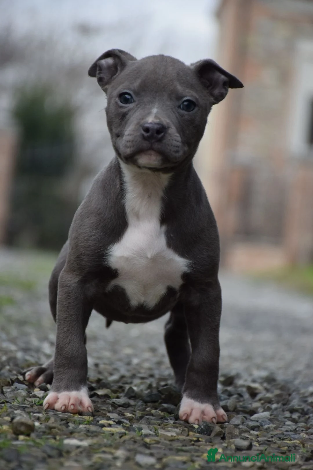 Pitbull cani in vendita: Cucciole di Pit bull con pedigree fino a 12 rate! - Annuncio 12