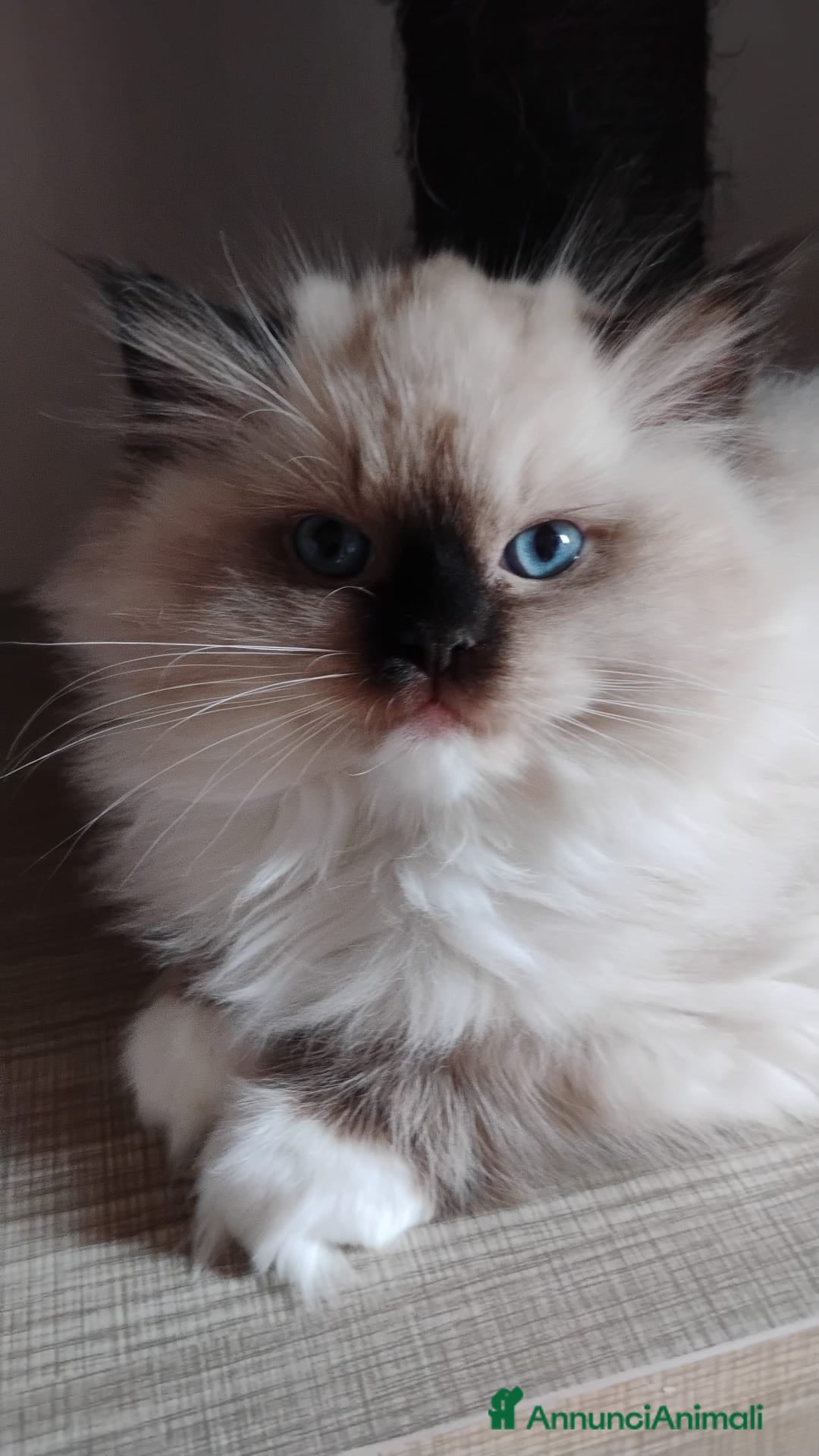 Ragdoll gatti in vendita: Bellissimi cuccioli Ragdoll  a Provincia di Bergamo - Annuncio 13