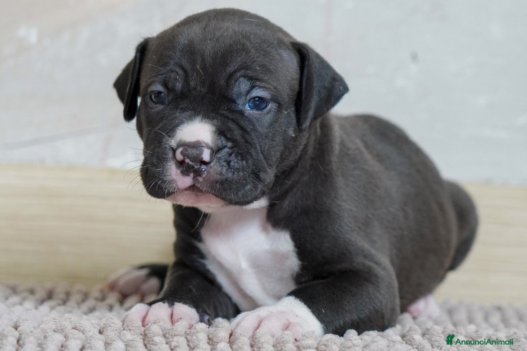 American Bully cani in vendita: Cuccioli American Bully XXL  a Provincia di Lecco - Immagine 4