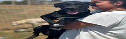Meticcio cani in regalo: Isotta dolce cucciola 7 mesi cerca casa  - Annuncio 2