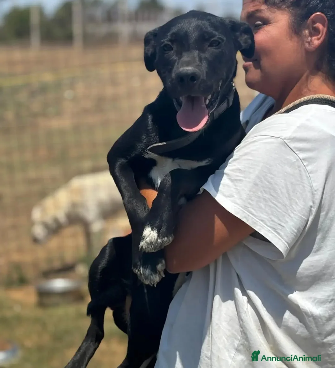 Meticcio cani in regalo: Isotta dolce cucciola 7 mesi cerca casa  - Annuncio 2