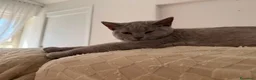 British gatti in vendita: Quattro piccoli British cercano casa 🐾 - Annuncio 24