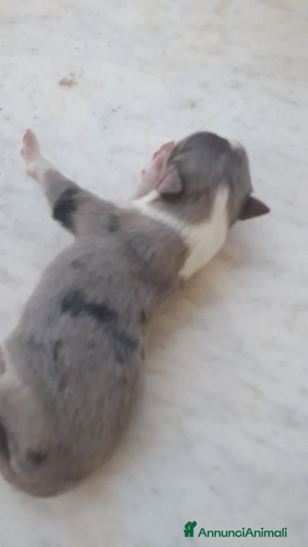 Border Collie cani in vendita: Cuccioli di Border Collie a Città metropolitana di Palermo - Immagine 7